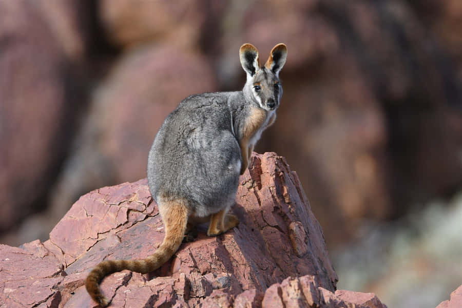 Wallaby Alerta em Rocha