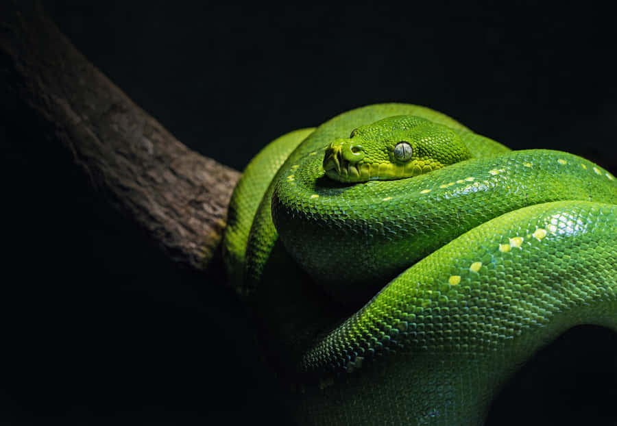 Python