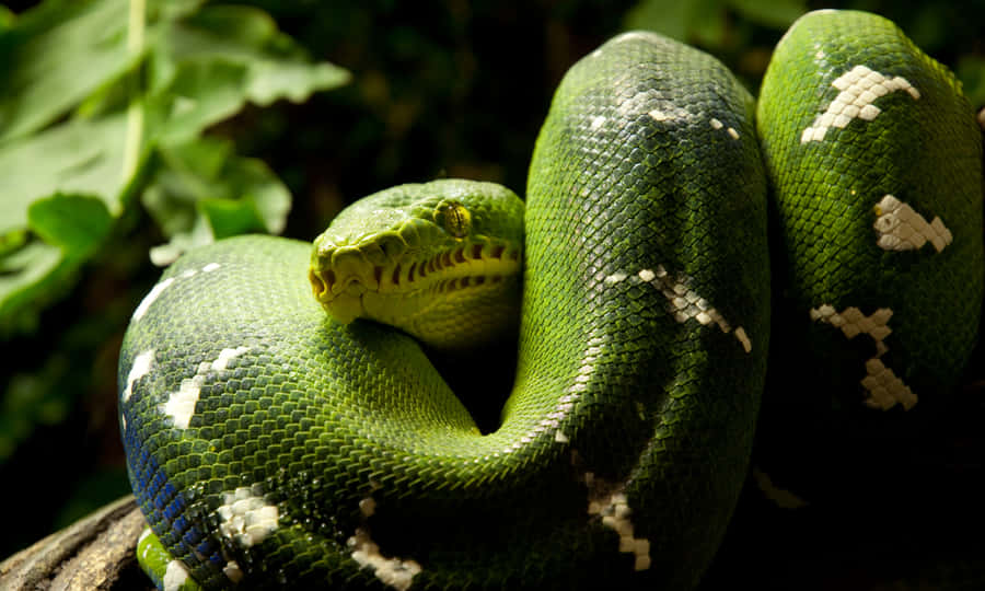 Python