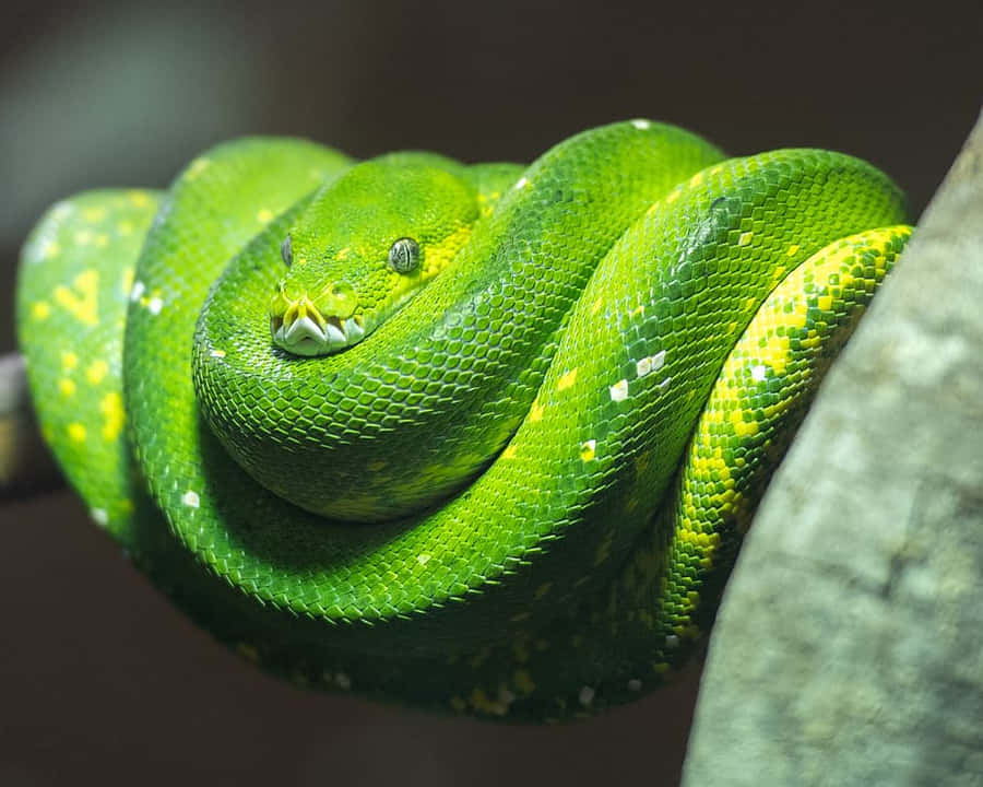 Python