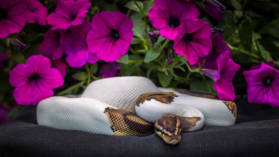 Python