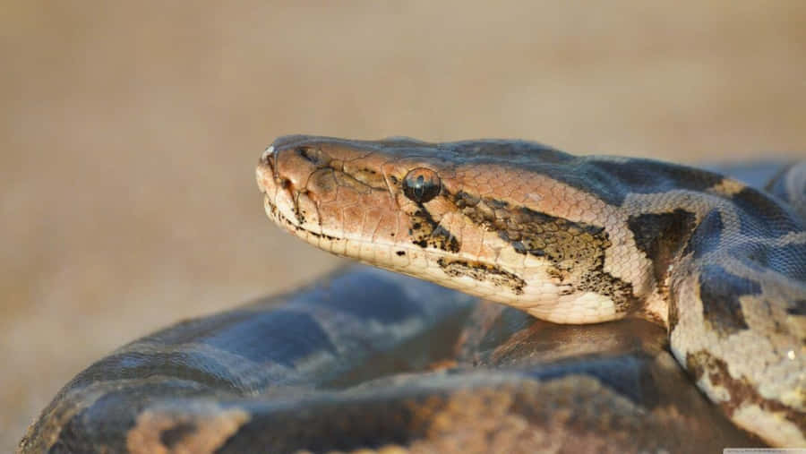 Python Wallpapers