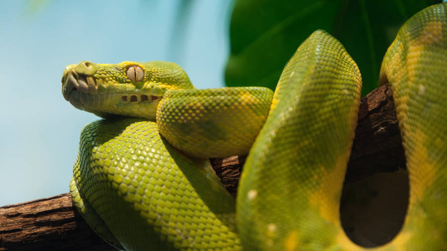 Python Arbre Vert 4K