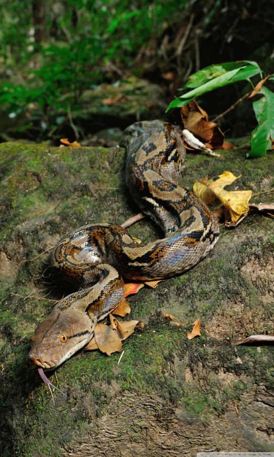 Python