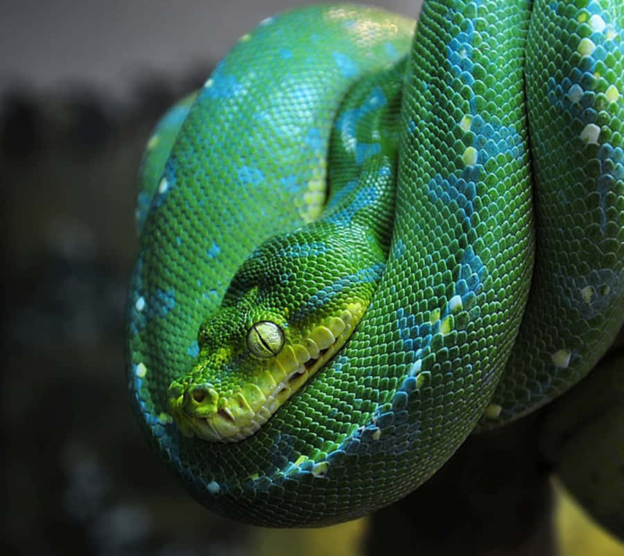 Python