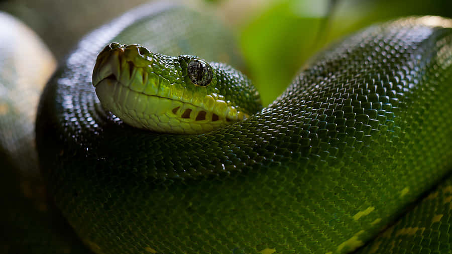 Python