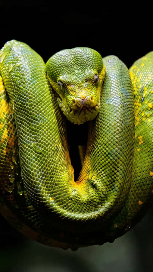Python
