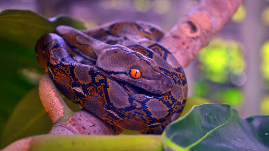 Python