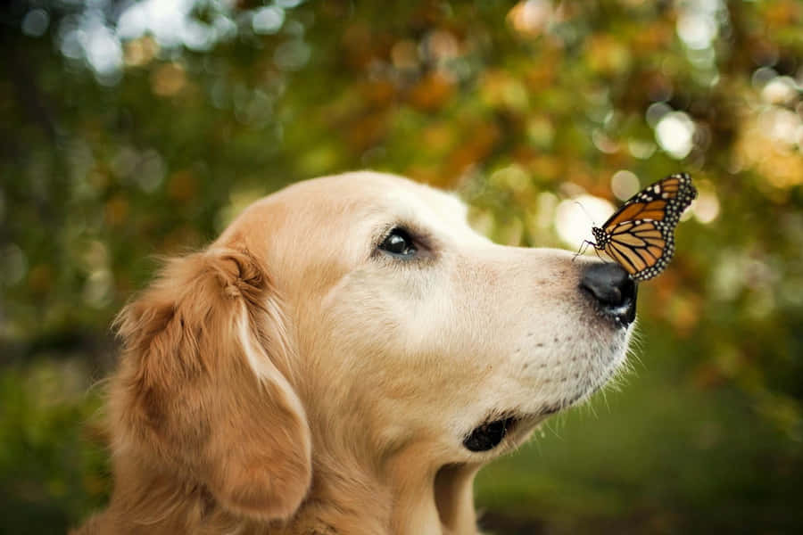 canegolden retriever con una farfalla sul naso
