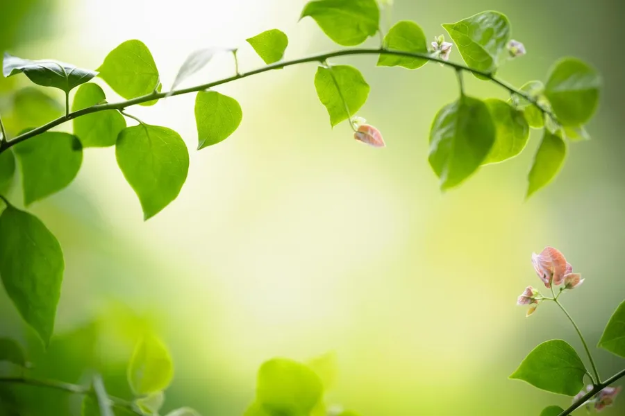 Greenery Background
