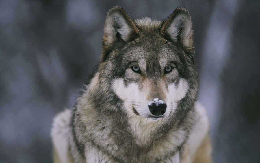Gråvarg 2880 x 1800 bakgrundsbild.