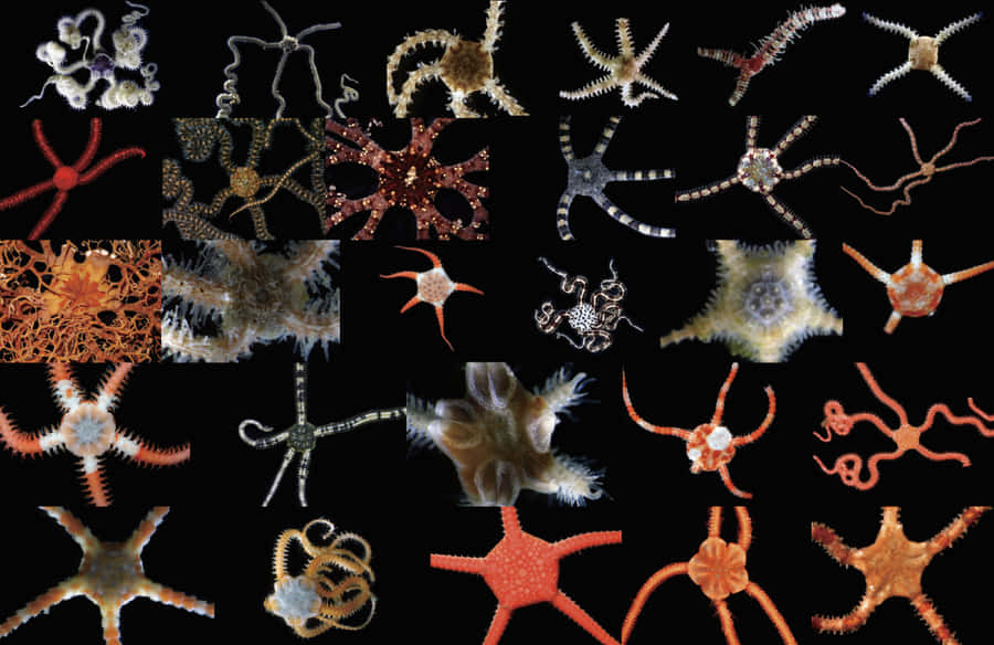 Collezione di Stelle Fragili Diverse