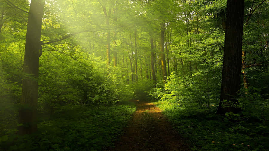GrüneLandschaft 1920 x 1080 Hintergrundbild