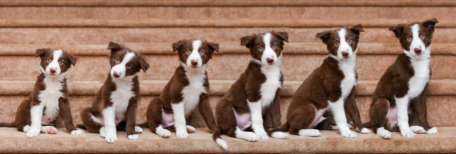 WelpenwachstumWoche für Woche Bild des Border Collies