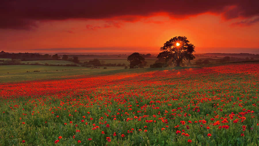 Papelde parede Flores de Verão 1920 x 1080