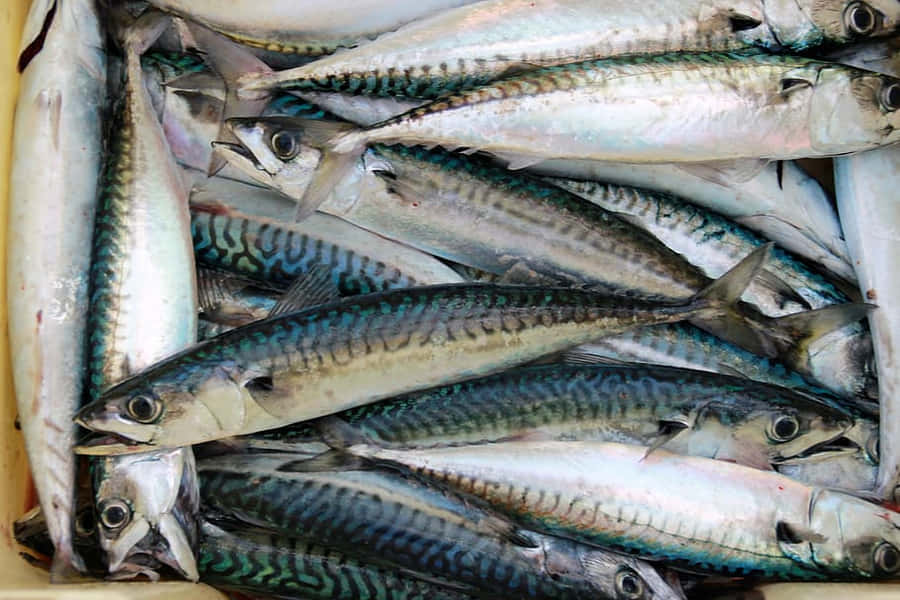 Exibição de Sardinhas Frescas no Mercado