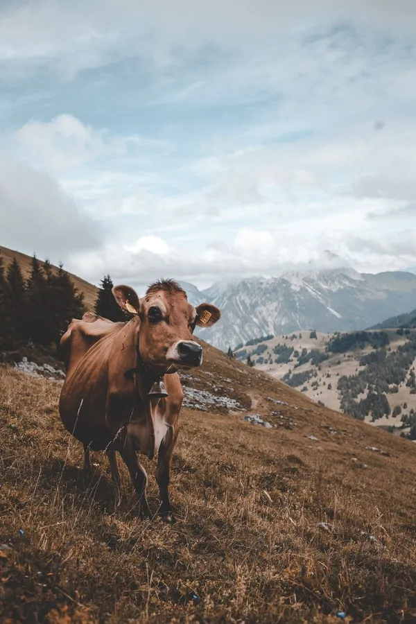 Cow Iphone
