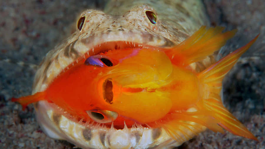 Lizardfish predation ögonblick