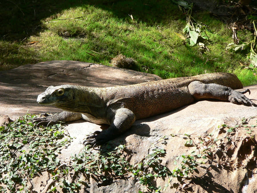 Dragão de Komodo Tomando Sol na Rocha