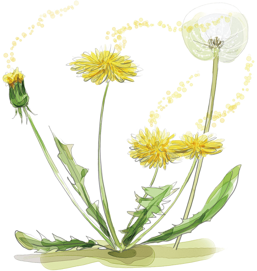 Dandelion Life Cycle Illustration