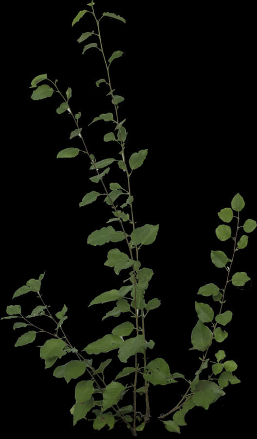Free Icons Png - Plants Png