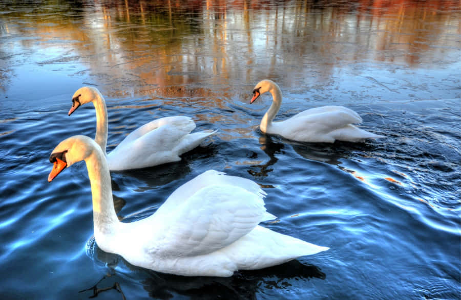 Cisnes Elegantes em Água Tranquila