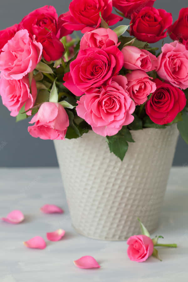 Imagemde lindas rosas com pétalas brancas e bordas vermelhas