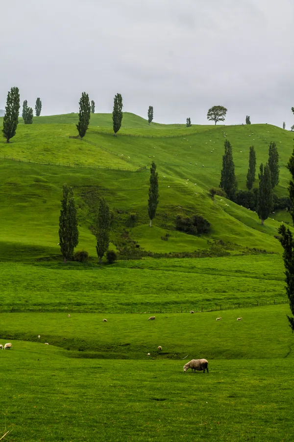 Richly Green Meadow wallpaper