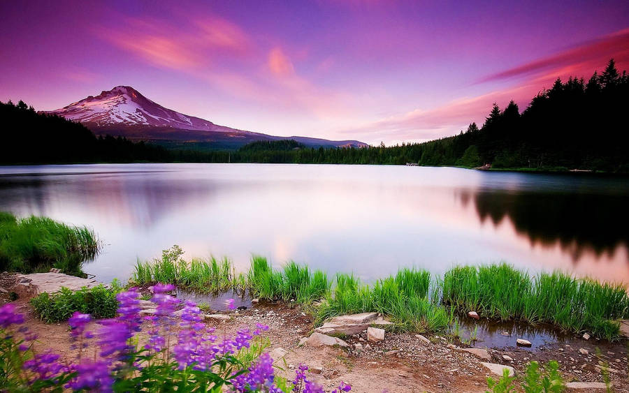 Paarse luchten landschap wallpaper