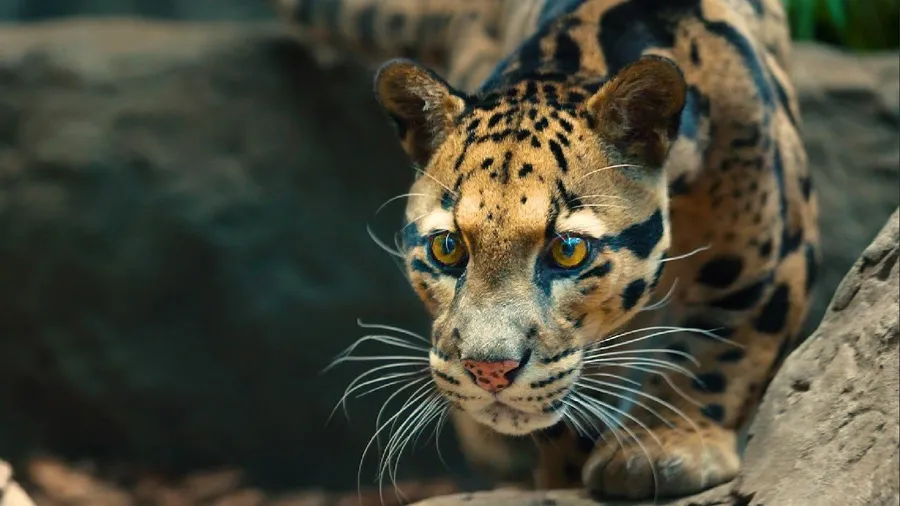 Intense Gaze Clouded Leopard