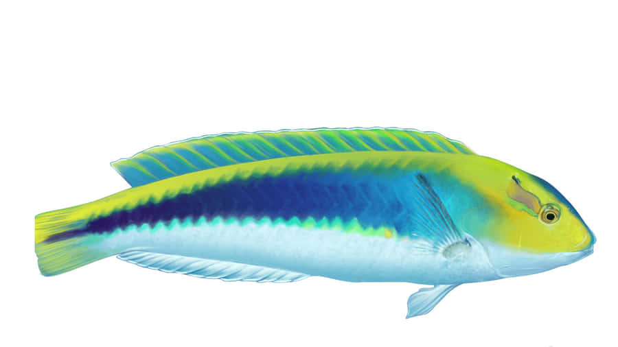 Pesce wrasse tropicale colorato che nuota in una barriera corallina vibrante
