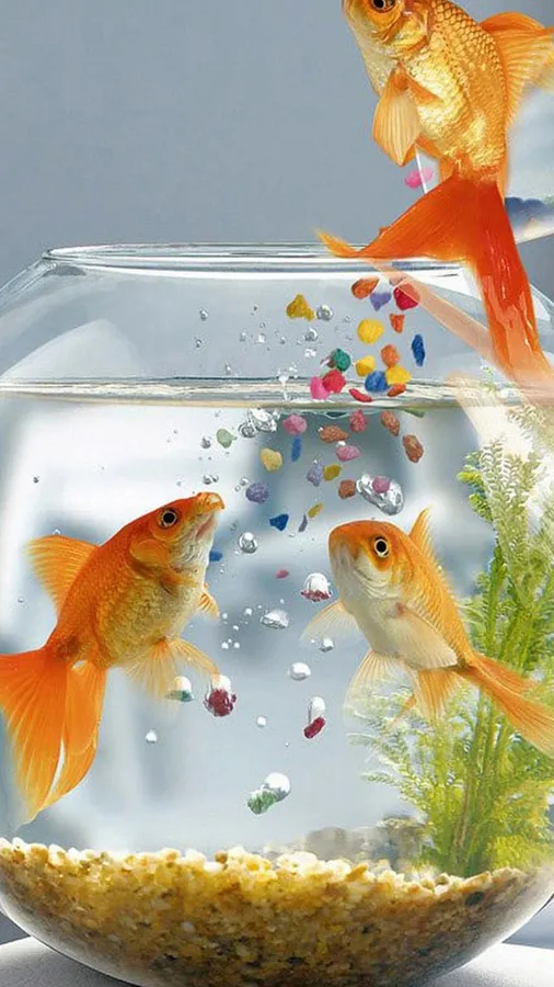 Goldfish background
