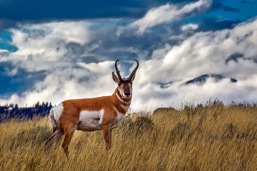 Prärie Antilope unter bewölktem Himmel