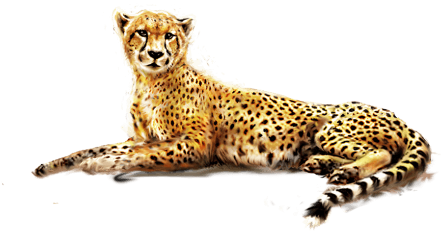 Resting Cheetah Transparent Background