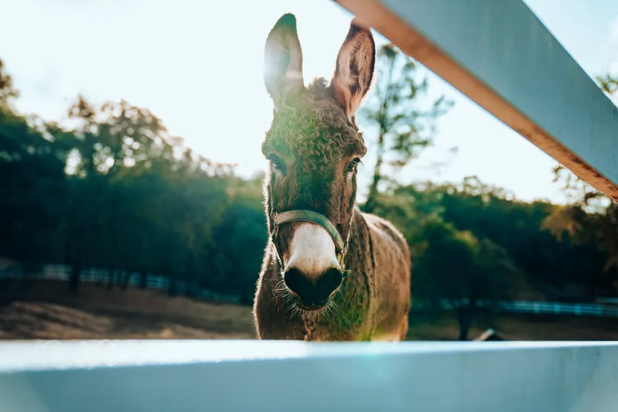 Donkey background