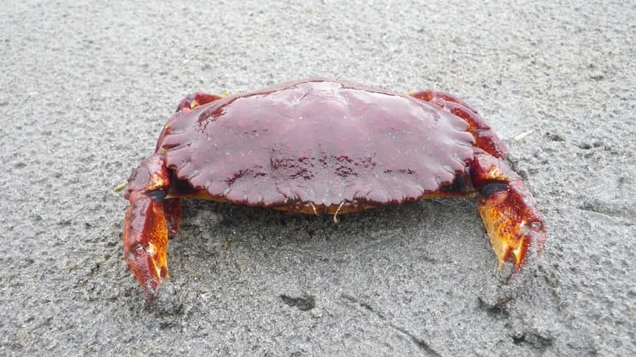 Caranguejo de Rocha Vermelho na Areia