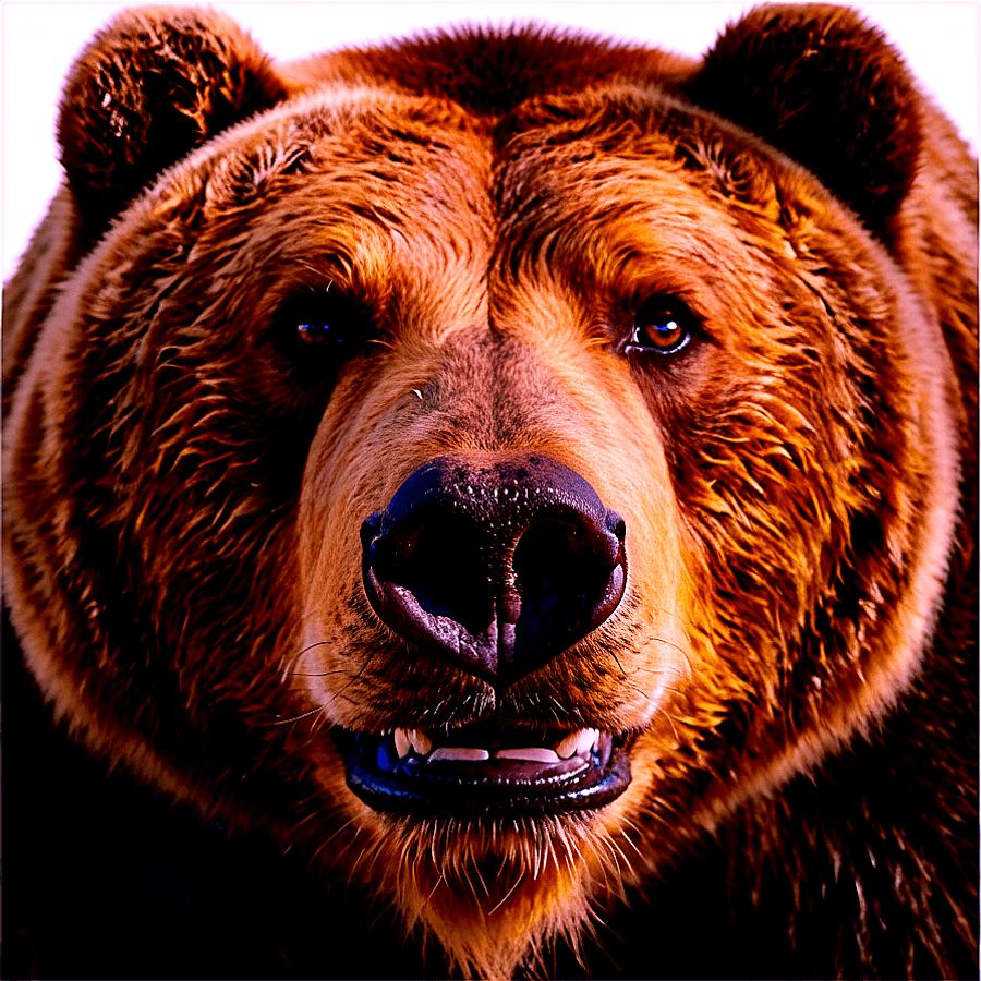 Bear Face on White Background PNG fer31