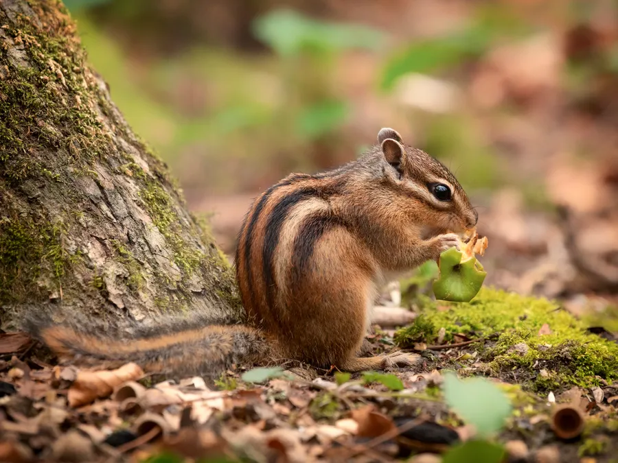 chipmunk Pictures