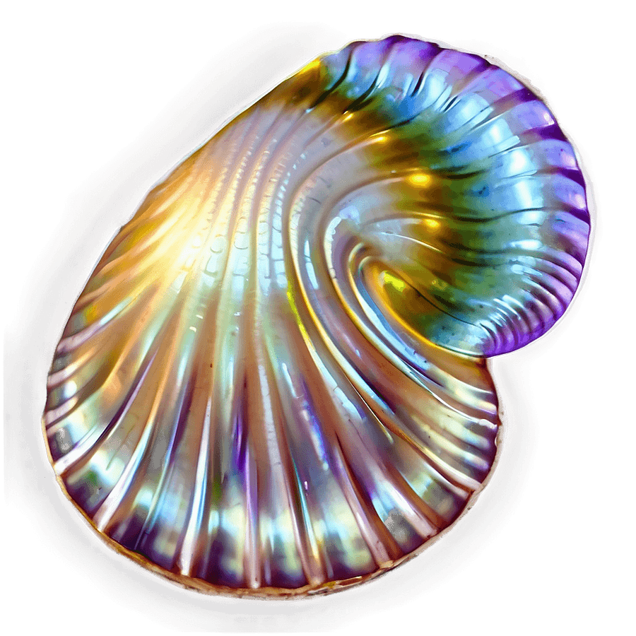 Transparent Shell PNG soq