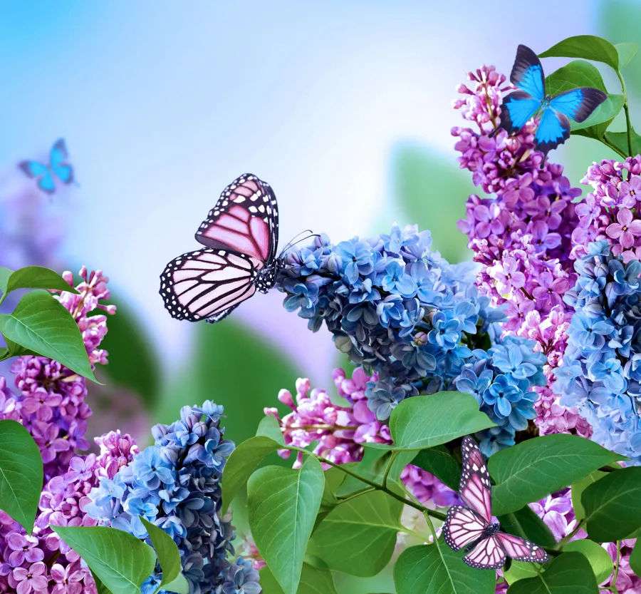 Butterfly Background