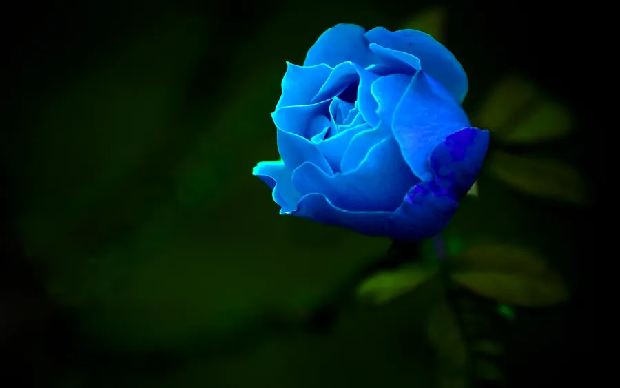 Hd Rose