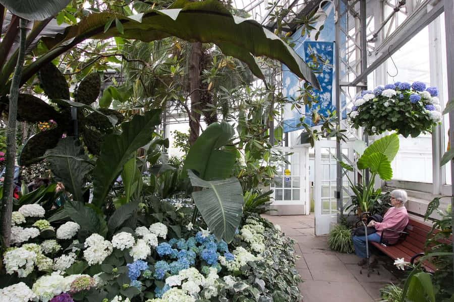 Allan Gardens Conservatory Afslapning