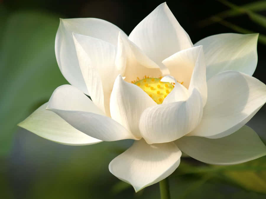 Blühende Weiße Lotusblume