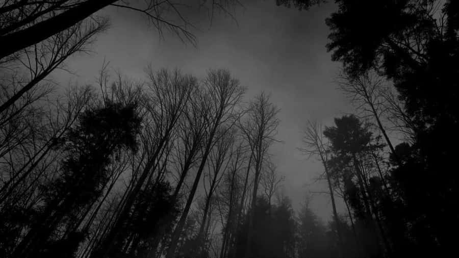 Foresta monocromatica nebbiosa