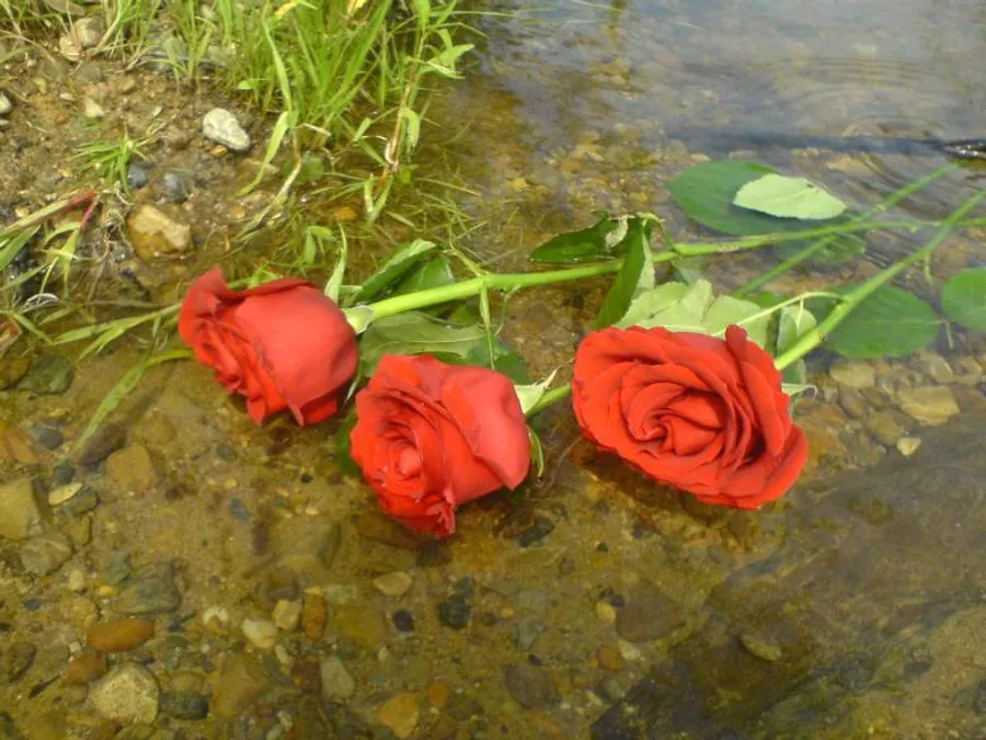 Full HD Red Roses