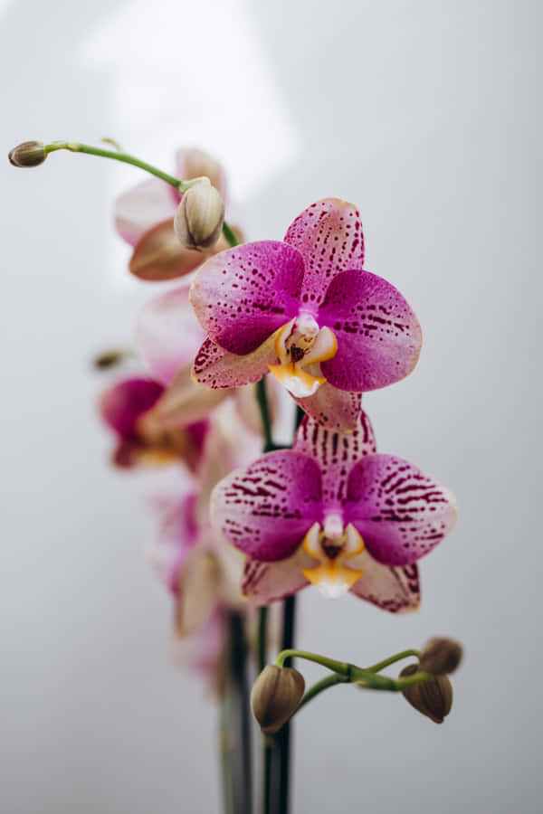 envase med blomster i den