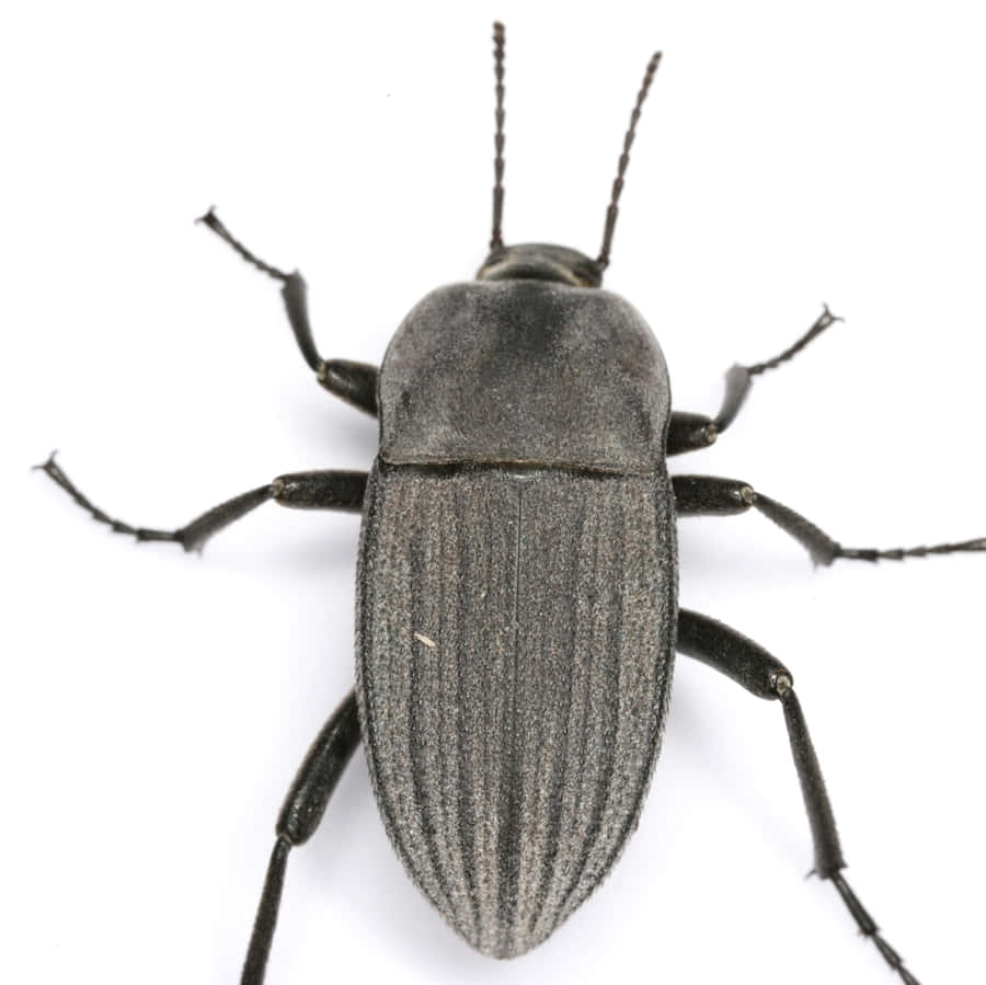 Primo Piano di Scarabeo Scuro