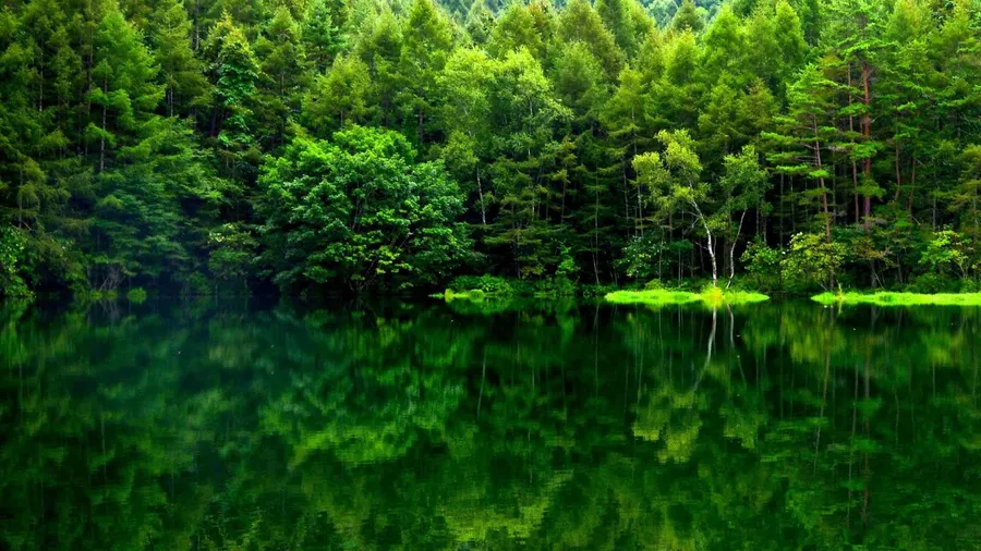 Green Forest View Reflection wallpaper