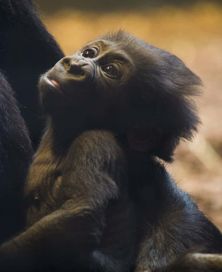 SchwarzesAffenmutter-Baby-Gorilla-Bild
