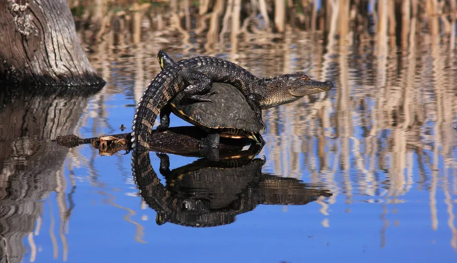 Alligator With Turtle wallpaper.
